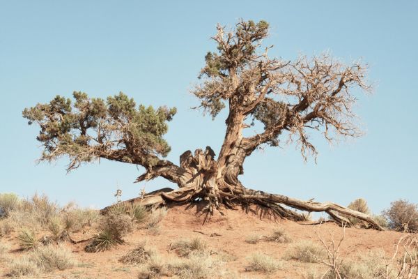 PHOTOWALL / Desert Tree (e334129)