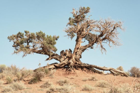 PHOTOWALL / Desert Tree (e334129)