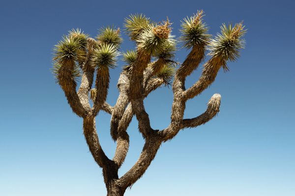 PHOTOWALL / Joshua Tree (e334270)