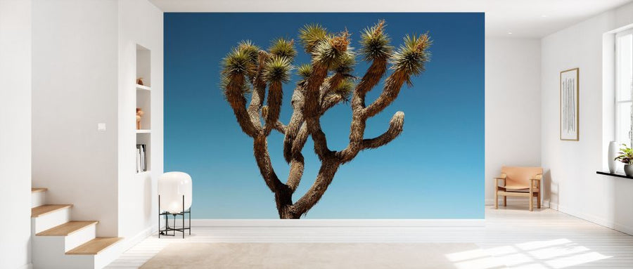 PHOTOWALL / Joshua Tree (e334270)