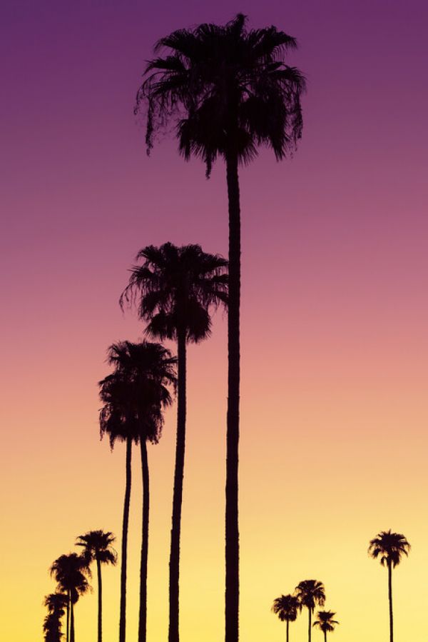 PHOTOWALL / Sunset Palm Trees (e334298)