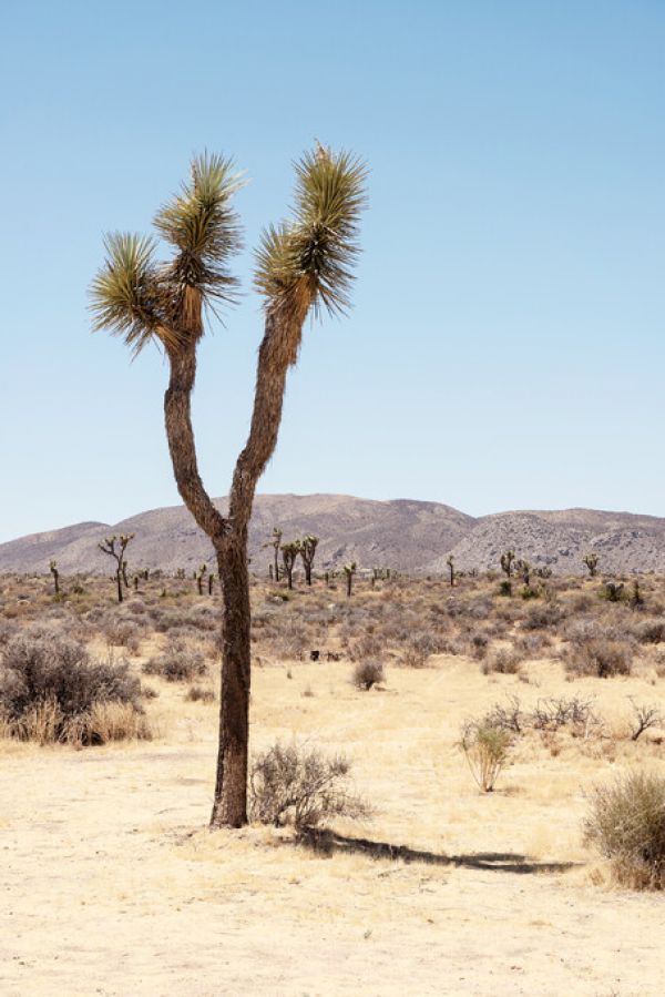 PHOTOWALL / Joshua&#039;s Desert (e334303)