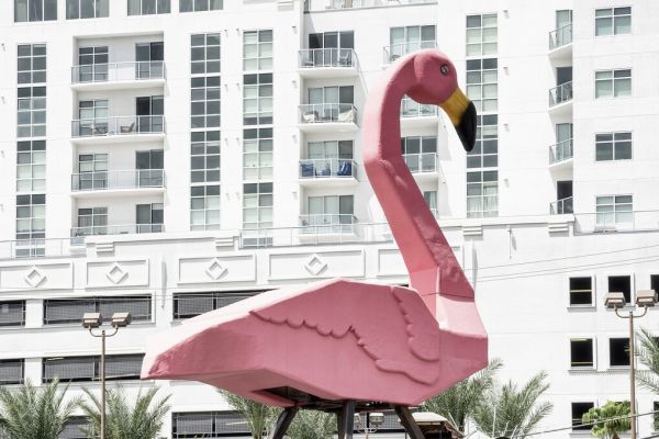 PHOTOWALL / Pink Flamingo (e334360)