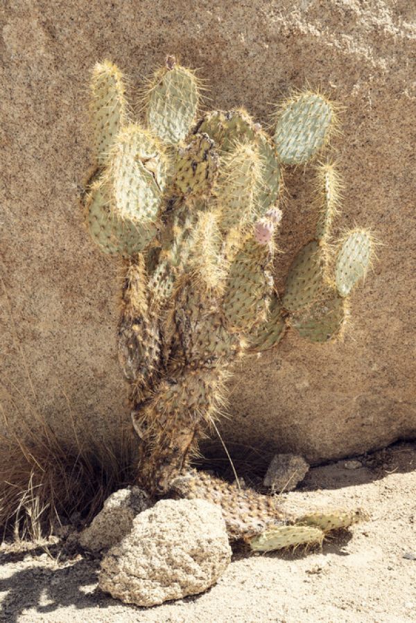 PHOTOWALL / Cactus (e334367)