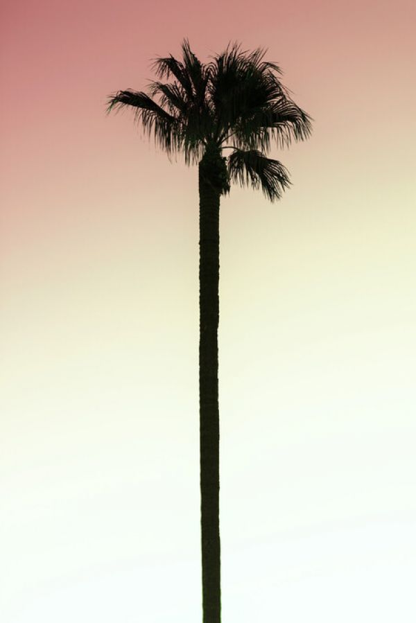 PHOTOWALL / Palm Tree Shadow (e334378)