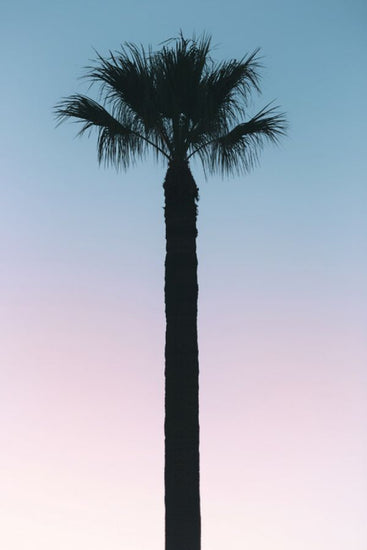 PHOTOWALL / Palm Tree Sunset (e334380)