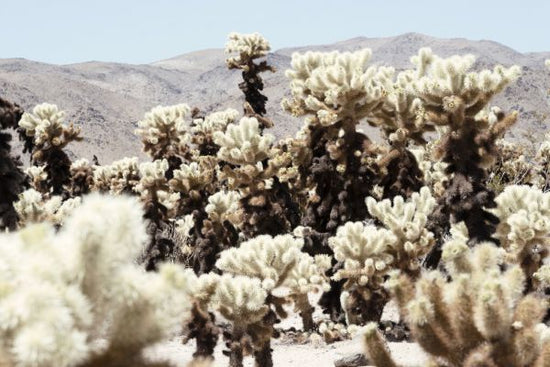 PHOTOWALL / Jumping Cholla Cactus (e334385)