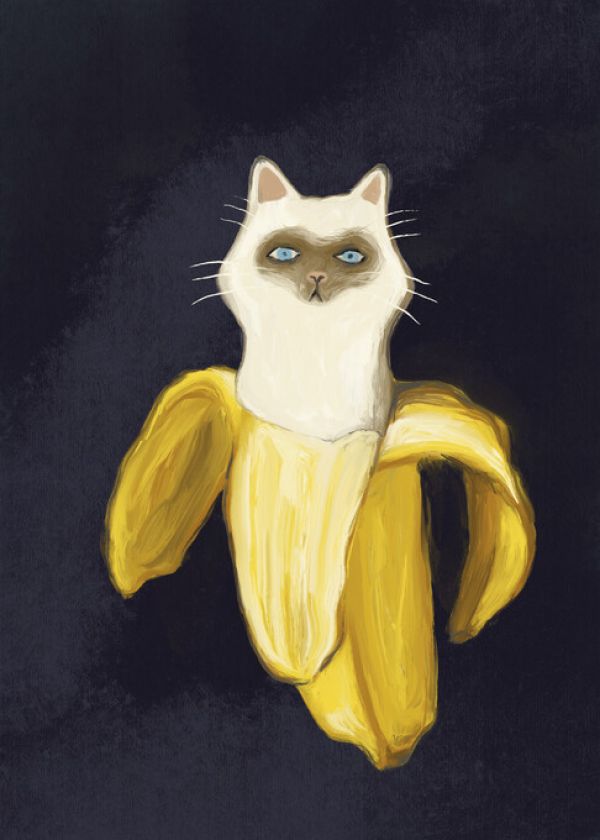 PHOTOWALL / Banana Kitten in the Dark (e335549)