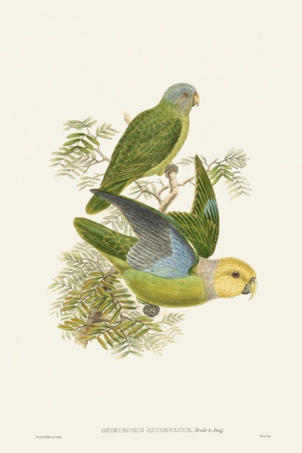 PHOTOWALL / Lime and Cerulean Parrots (e334791)