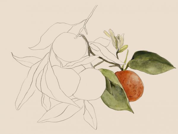 PHOTOWALL / Tangerine Sketch (e334874)