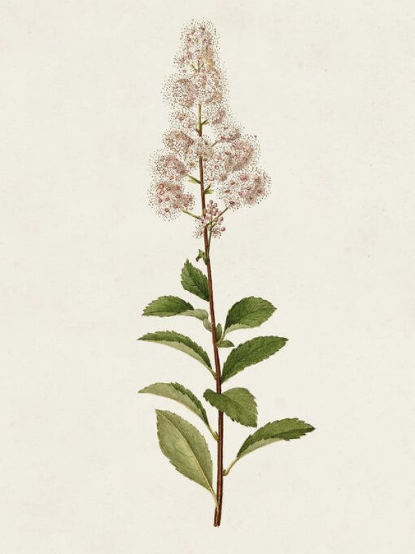 PHOTOWALL / Mauve Garden Flowers II (e334972)