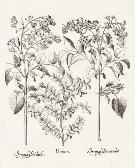 PHOTOWALL / Sepia Besler Botanicals (e335008)