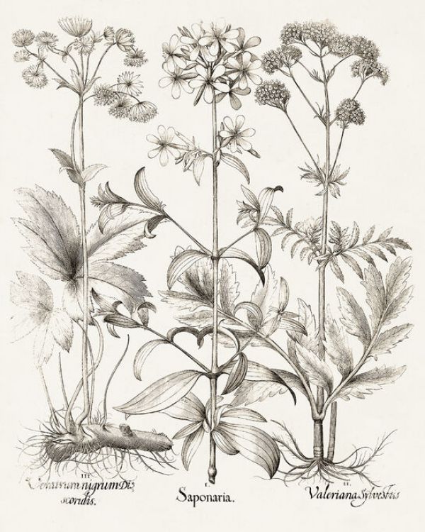 PHOTOWALL / Sepia Besler Botanicals II (e335009)