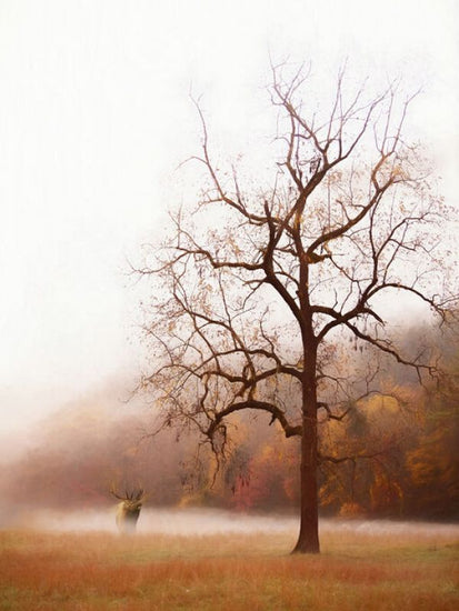 PHOTOWALL / Photography Study Elk in the Mist (e335063)