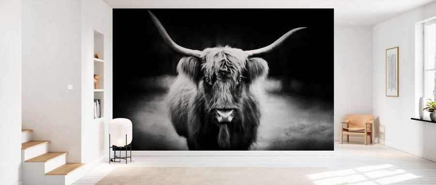 PHOTOWALL / Photography Study Highland Cattle (e335066)