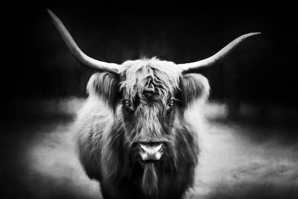 PHOTOWALL / Photography Study Highland Cattle (e335066)