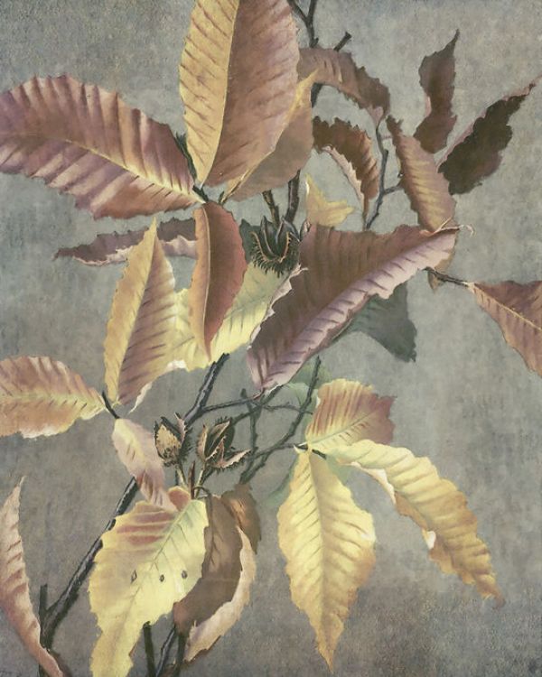 PHOTOWALL / Ancient Autumn (e335092)