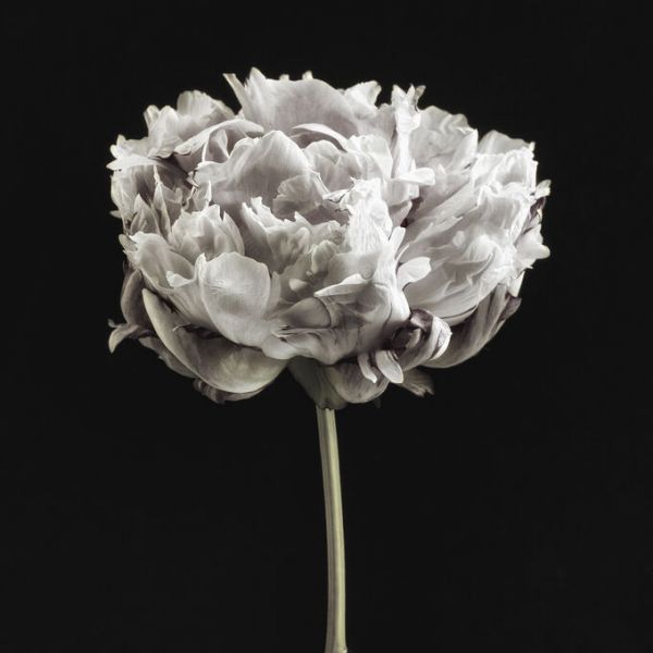 PHOTOWALL / Blush Peony Portrait (e335132)
