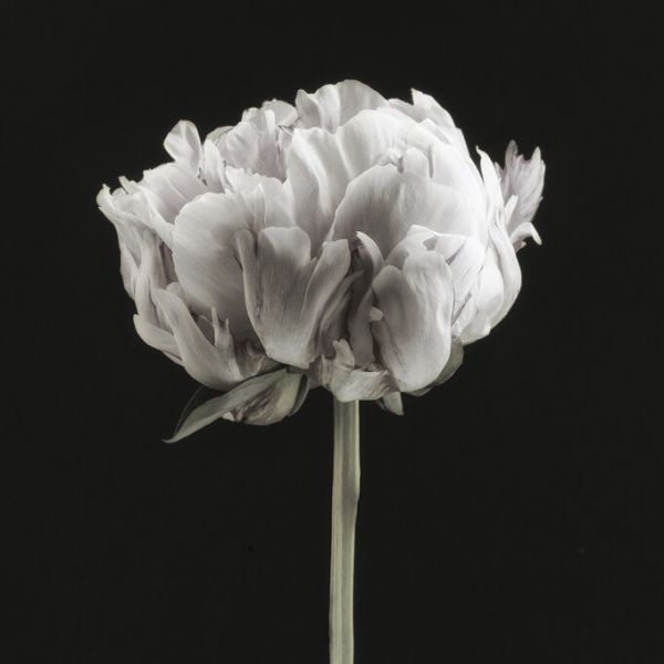 PHOTOWALL / Blush Peony Portrait II (e335133)