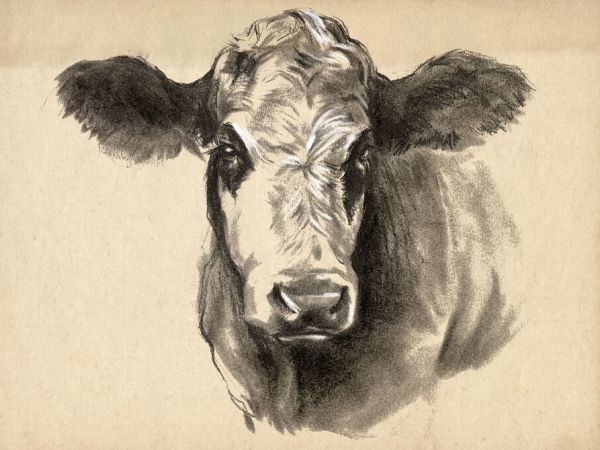 PHOTOWALL / Charcoal Cow (e335138)