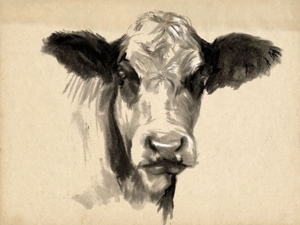 PHOTOWALL / Charcoal Cow II (e335139)