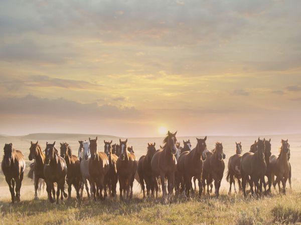 PHOTOWALL / Horse Motion (e335170)