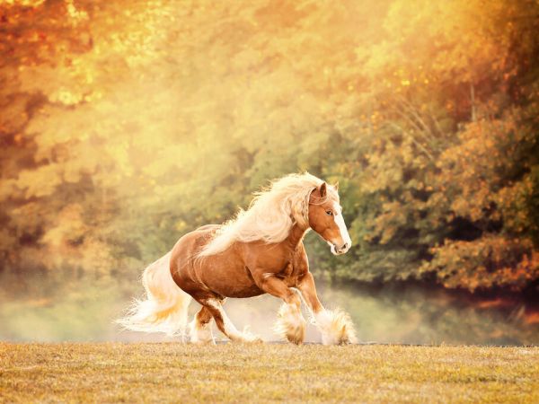 PHOTOWALL / Horse Motion II (e335171)