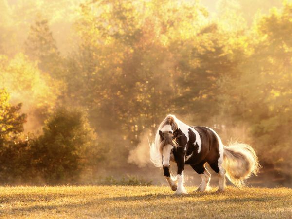 PHOTOWALL / Horse Motion III (e335172)