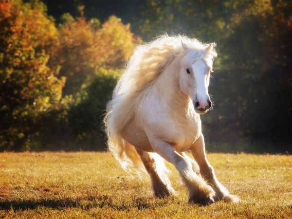 PHOTOWALL / Horse Motion IV (e335173)