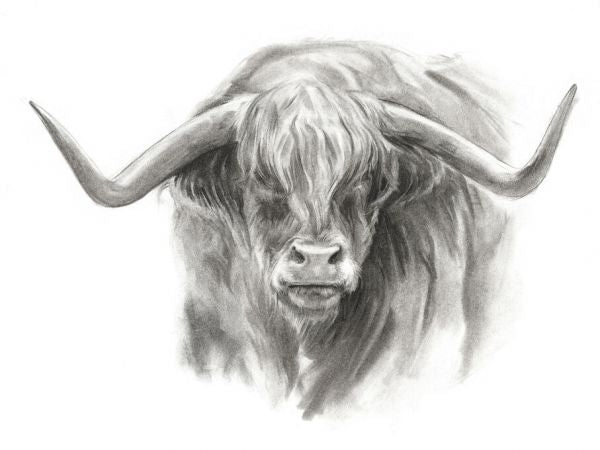 PHOTOWALL / Soft Focus Highland Cattle II (e335207)