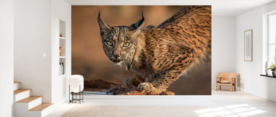 PHOTOWALL / Wild Iberian Lynx (e335652)
