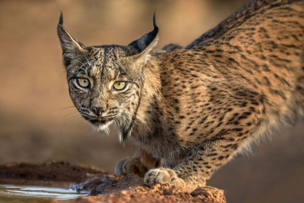 PHOTOWALL / Wild Iberian Lynx (e335652)
