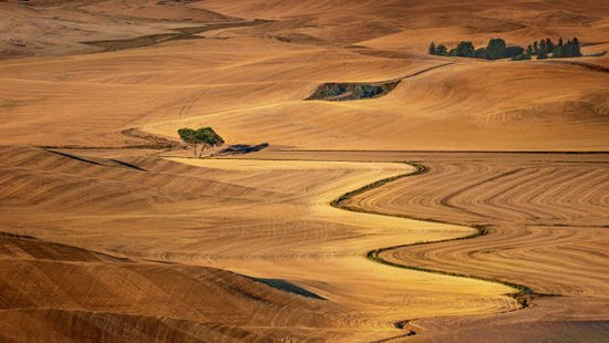 PHOTOWALL / Golden Palouse (e335654)