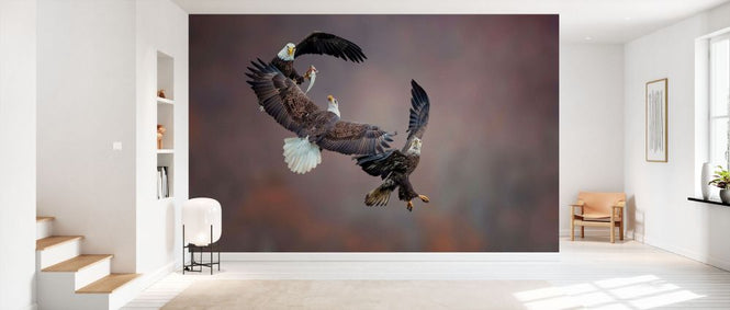 PHOTOWALL / Eagle Family (e335660)