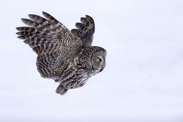 PHOTOWALL / Great Grey Owl (e335662)