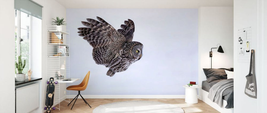 PHOTOWALL / Great Grey Owl (e335662)