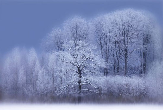 PHOTOWALL / Winter (e335680)