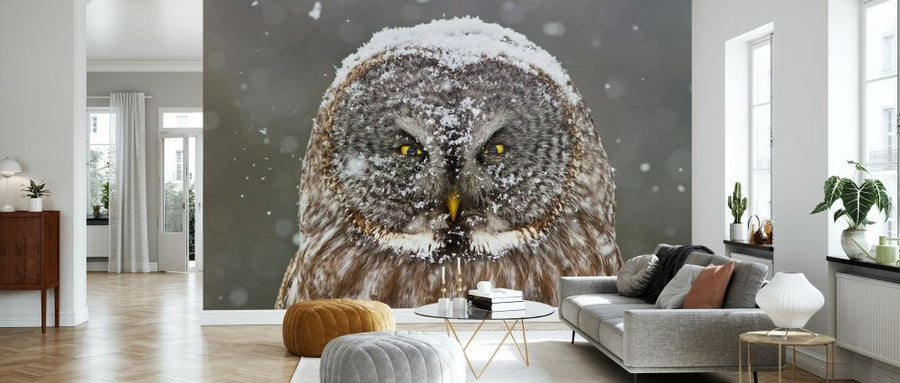 PHOTOWALL / Great Grey Owl Winter Portrait (e335681)