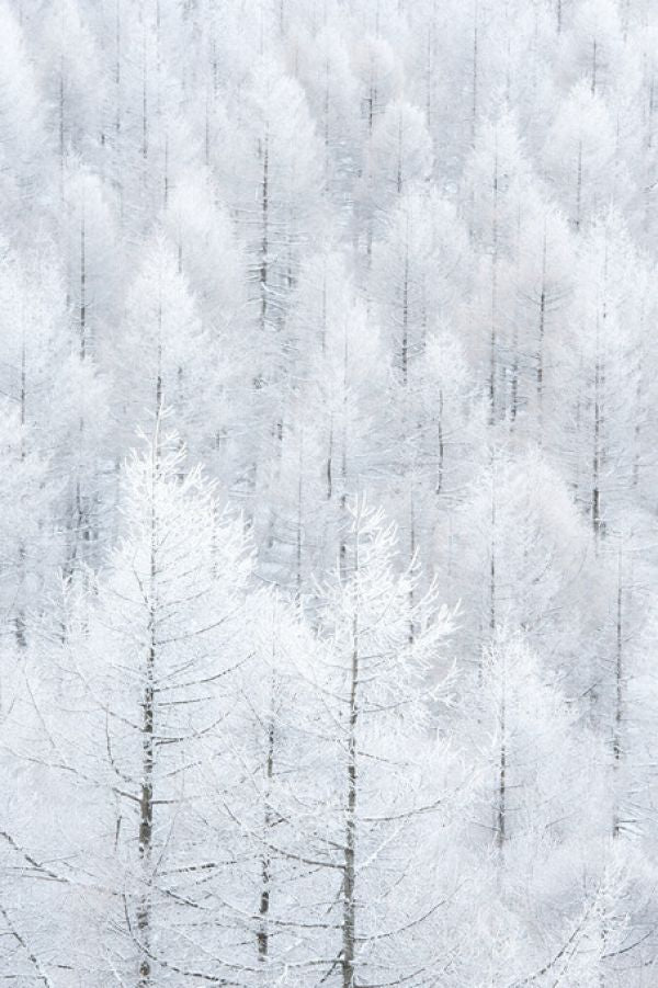 PHOTOWALL / Winter Frost Trees (e335694)