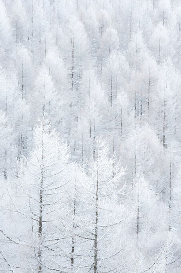 PHOTOWALL / Winter Frost Trees (e335694)