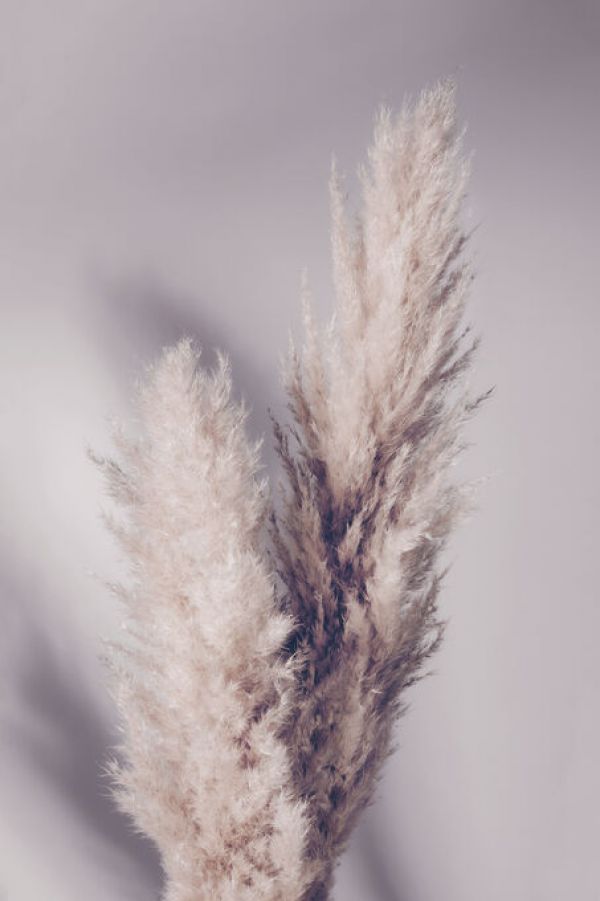 PHOTOWALL / Pampas Grass (e336111)