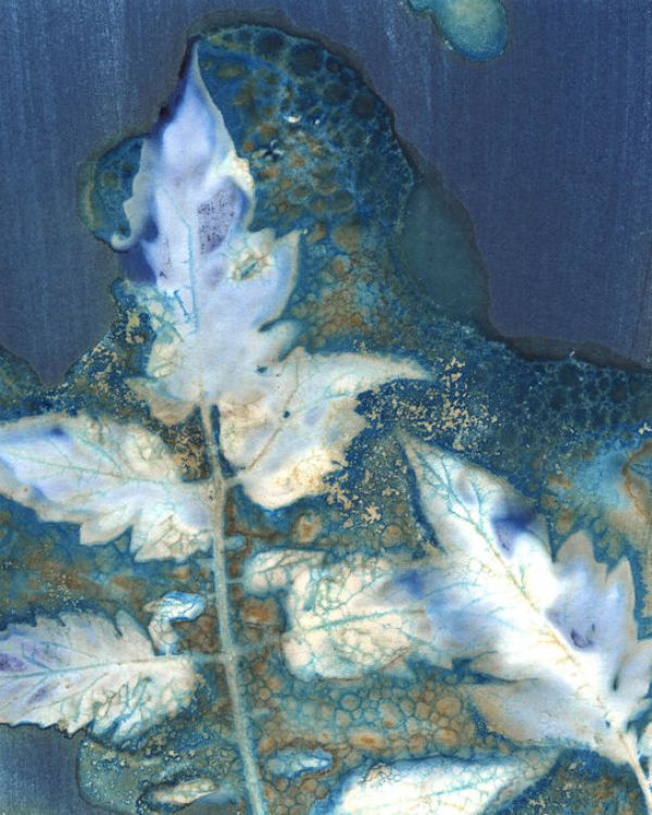 PHOTOWALL / Cyanotype Leaves (e336209)