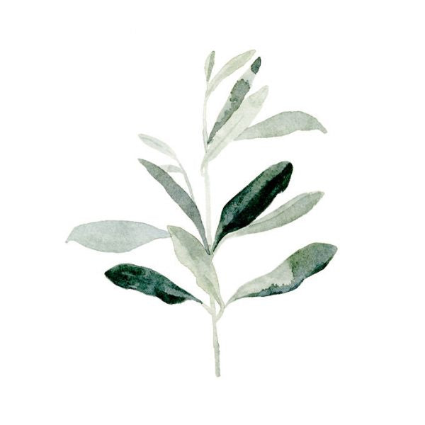 PHOTOWALL / Summer Olive Branch II (e336228)