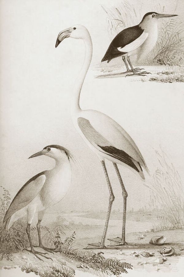 PHOTOWALL / Sepia Water Birds (e336327)