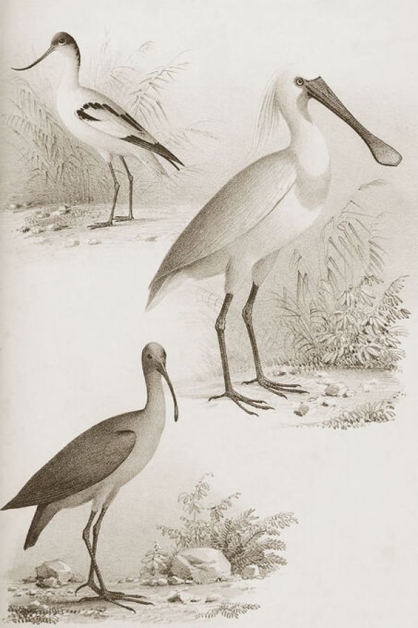 PHOTOWALL / Sepia Water Birds II (e336328)