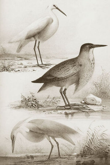 PHOTOWALL / Sepia Water Birds III (e336329)