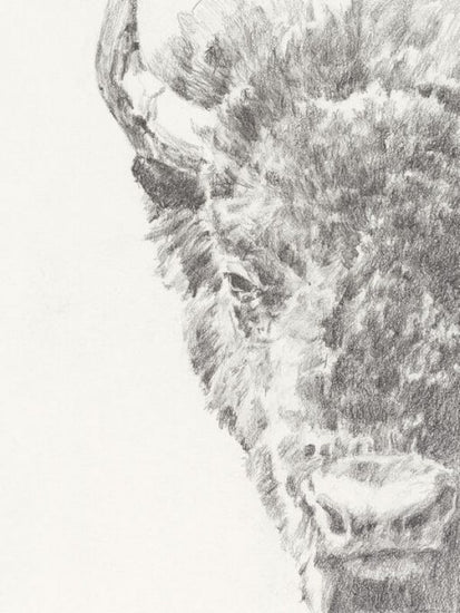 PHOTOWALL / Graphite Bison Portrait (e336399)