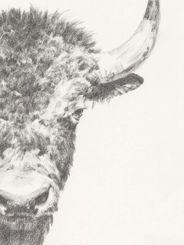PHOTOWALL / Graphite Bison Portrait II (e336400)