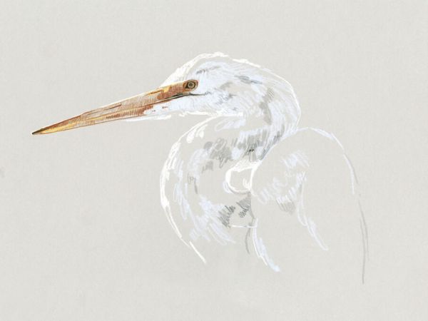 PHOTOWALL / Bright Egret Sketch II (e336573)