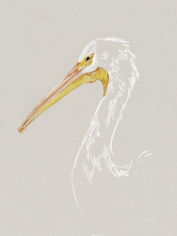 PHOTOWALL / Bright Pelican Sketch (e336574)